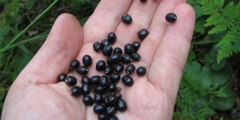 Kako uzgajati božure iz sjemena iz kine